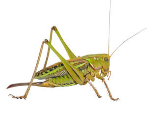 Grasshopper 24 - obrazy, fototapety, plakaty