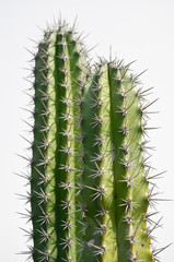 cactus.
