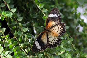 Beautiful butterfly on natural background