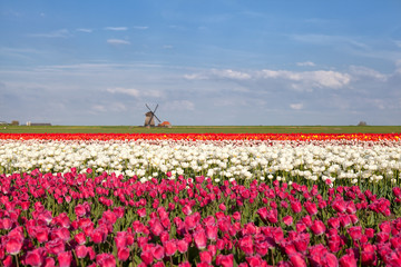windmill, blue sky and tulip field