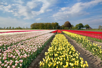 colorful tulip field in Holland