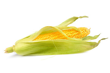 corn on the cob isolated on white background