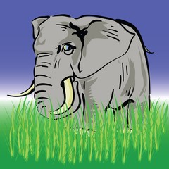 elephant