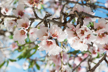 Almond Blossom