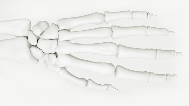 Hand Skelett