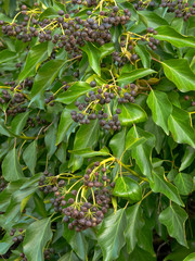 edera (Hedera helix)