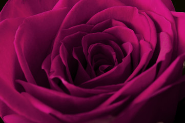 Obraz na płótnie Canvas Pink rose