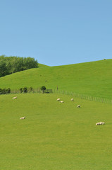 Fototapeta na wymiar Sheep on green pasture under blue sky