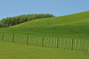 Green pastures under blue sky