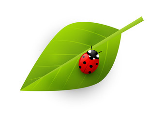 Red ladybug on green leaf