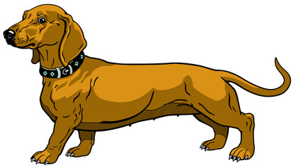 brown dachshund