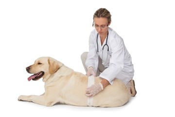 Concerned vet bandaging yellow labrador dog