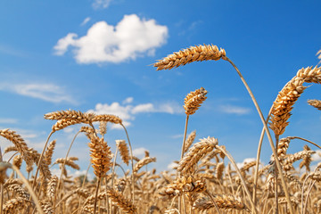 Golden ears of wheat on a background of blue sky with clouds.