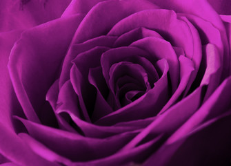 Fototapeta na wymiar Piękne różowe