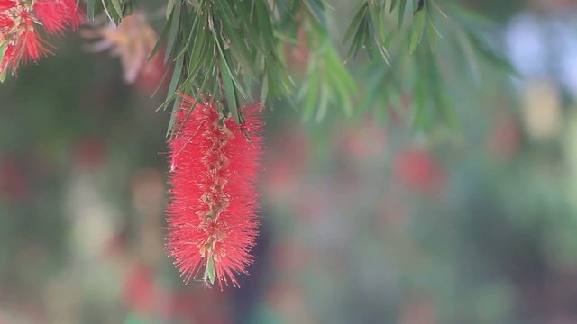 Flying bees nectar at Bottle brush tree flowersHD