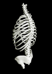 chest Brustkorb Skeleton Skelett spine