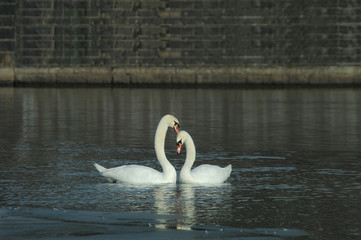 łabędzie © bogdi64