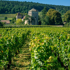 Fototapeta na wymiar domaine bourguignon dans les vignes