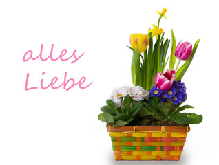 Frühblüher im Korb