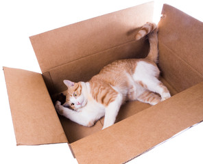 Ginger cat playing in a carton with a toy mouse