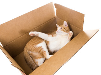 Cat luxuriating in a cardboard box
