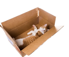 Scared ginger cat in a cardboard box