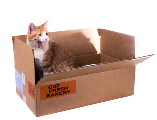 Yawning ginger cat in a cardboard box