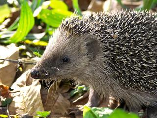 riccio (Erinaceus europaeus) © paolofusacchia