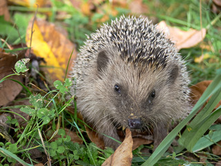 riccio (Erinaceus europaeus)