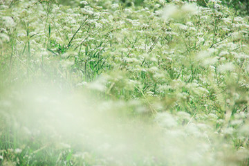 White flowers background