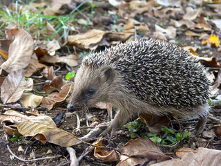 riccio (Erinaceus europaeus) © paolofusacchia