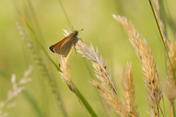 Small Skipper (Thymelicus sylvestris)