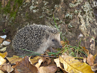 riccio (Erinaceus europaeus) © paolofusacchia
