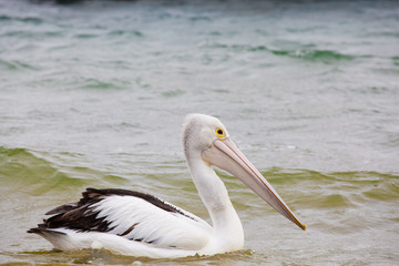 Australian Pelican drifting on ocean waves