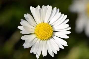 Obraz premium Margarita