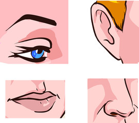Illustration of Different Parts of the Face