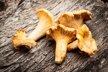 chanterelle mushrooms