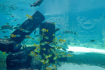 Fototapeta premium Underwater scene with a lot of colorful fish