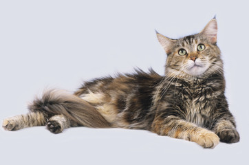 Liegende Maine Coon Katze