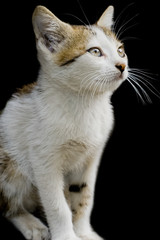 portrait of a kitten isolated on a black background