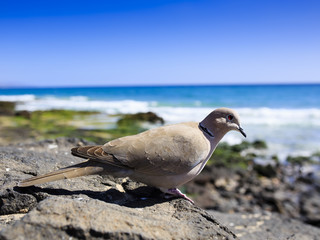 Pigeon on the Atlantic coast