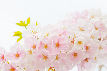 白とピンクの珍しい桜の花