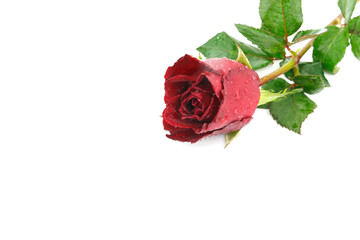 Fototapeta premium red rose flower on white background