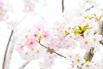 白とピンクの珍しい桜の花