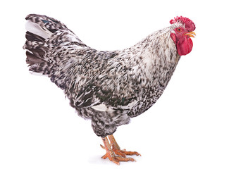 Pockmarked rooster