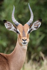 Young Impala Antelope - obrazy, fototapety, plakaty
