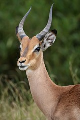 Impala Antelope Portrait