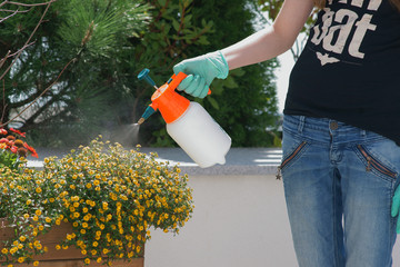 Fototapeta Spraying plants on a terrace obraz