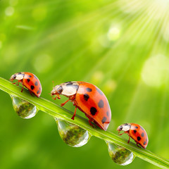 Fototapeta premium Funny ladybugs on a dewy grass.