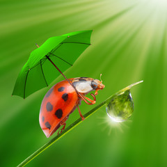 Little ladybug with umbrella. Rainy day in the nature.